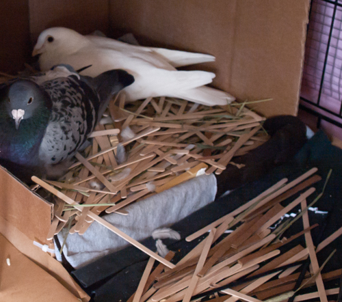 Pigeons in nesting box