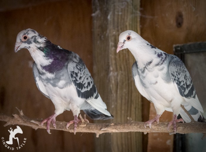 Blue and White pigeons in aviary