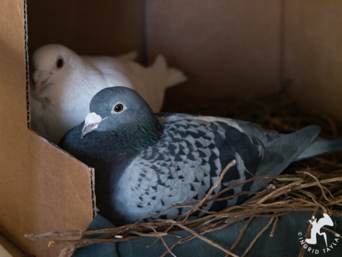 Pigeons in nesting box