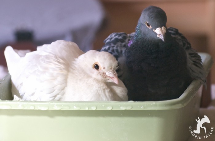 Blue and White pigeons in bath