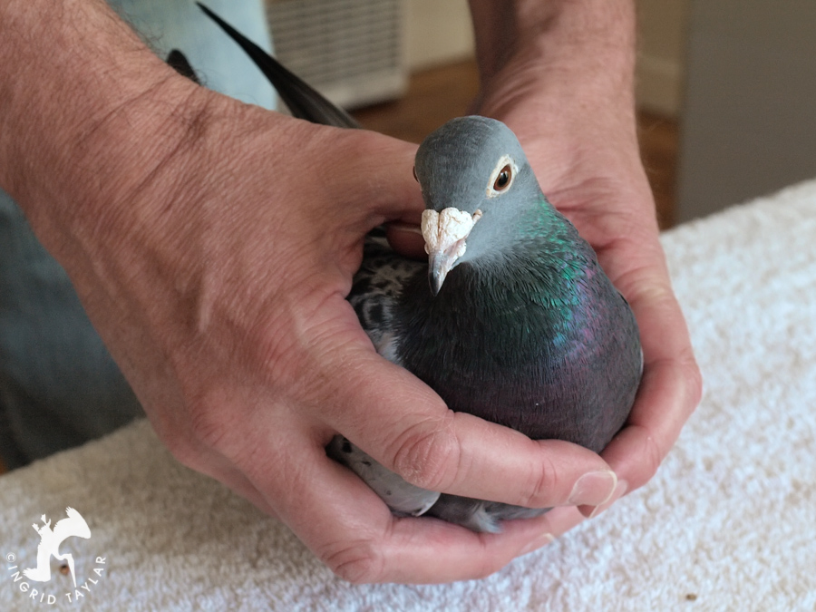 Gentle hold of a pigeon