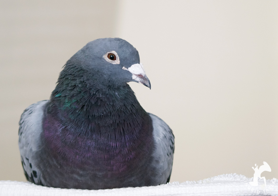 Pigeon Relaxing