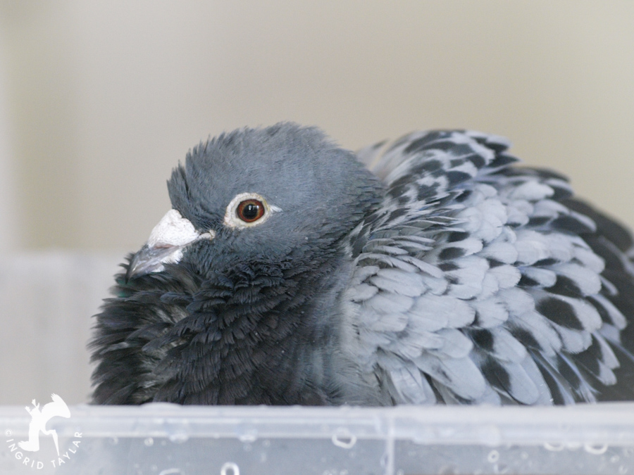 Pigeon in homemade bath