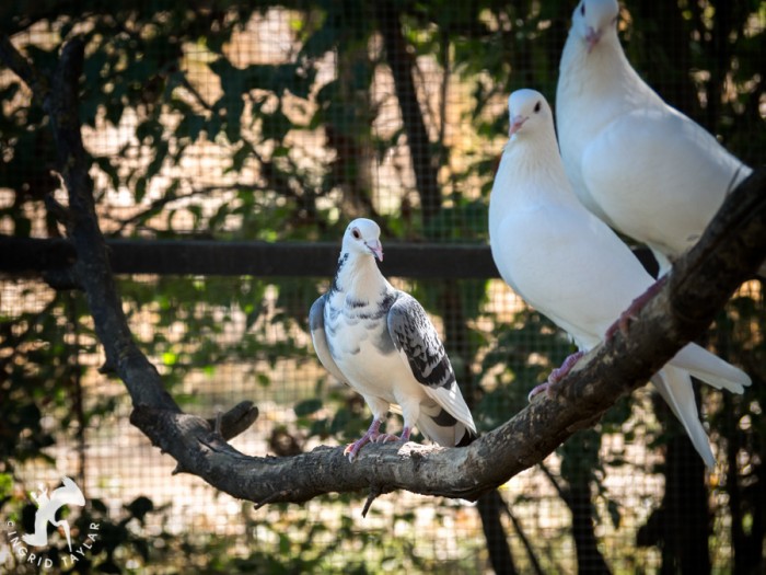 White and blue pigeons in aviary