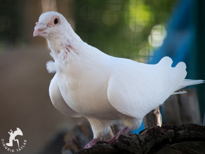 White Pigeon in aviary