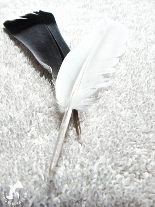 White and Blue pigeon feathers
