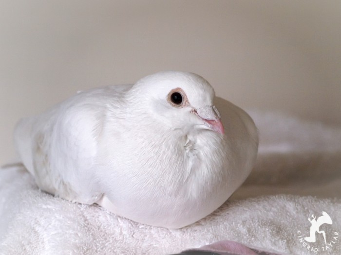 White racing pigeon