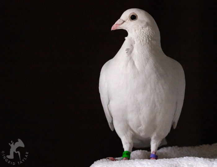 White pigeon on black background