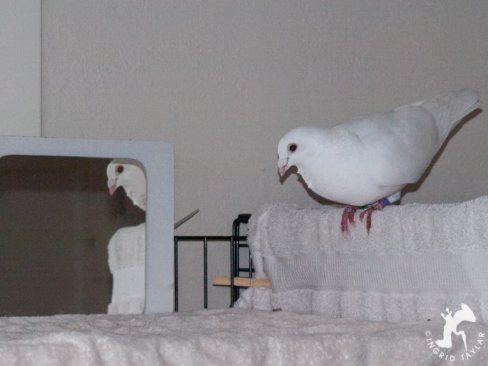 Domestic pigeon looking in mirror