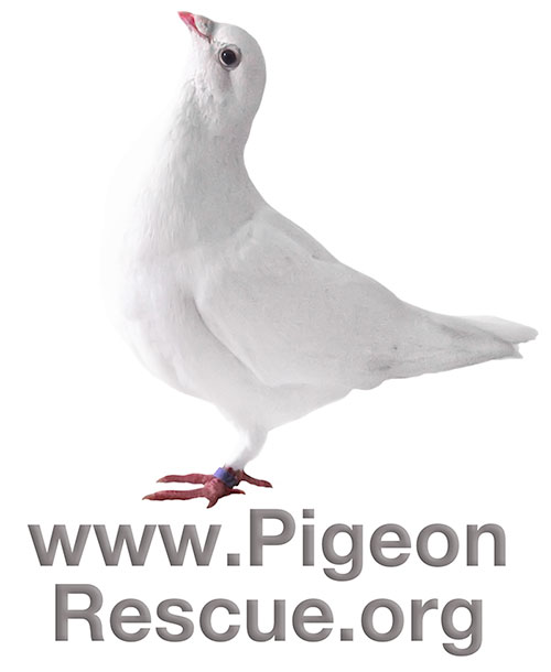 White Pigeon Logo