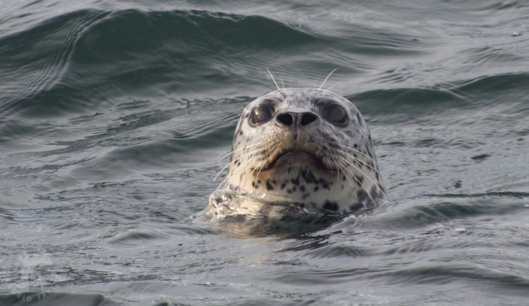 Harbor Seal in Seattle