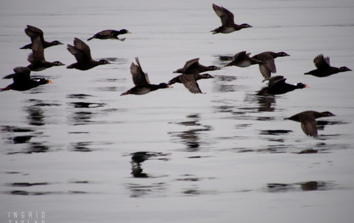 Surf Scoters in Flight