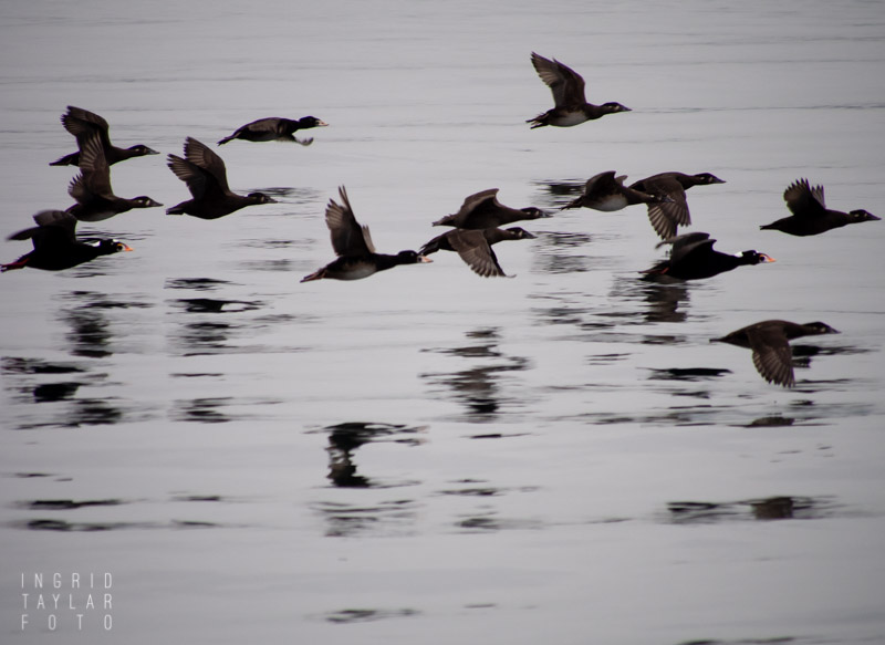 Surf Scoters in Flight