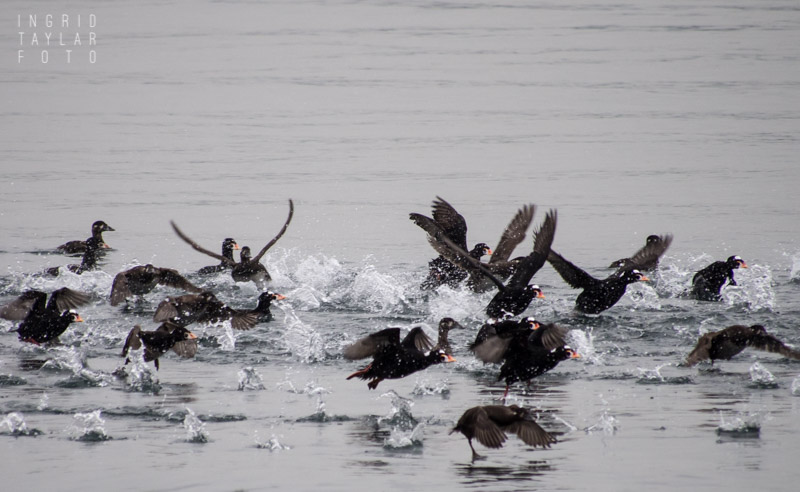 Surf Scoters in Flight