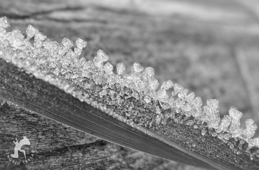 Ice Crystals on Leaves