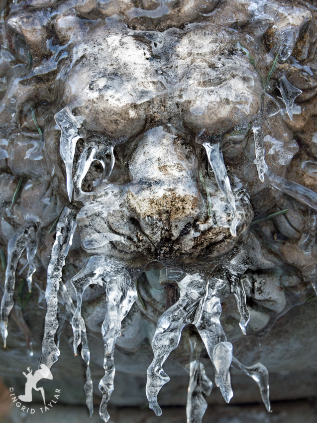 Lion Fountain Frozen with Ice