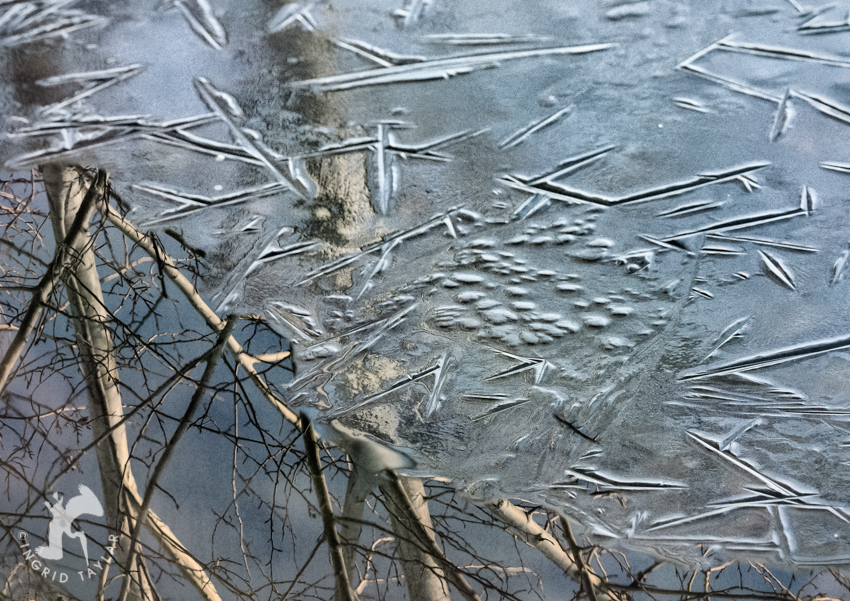 Trees Reflected in Ice on Pond