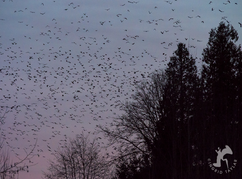 10,000 Crows roosting in Bothell