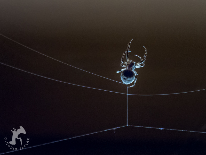 Backlit spider weaving web
