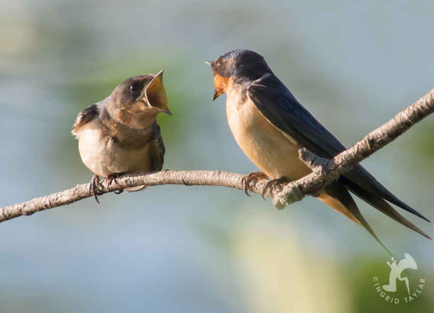 Barn Swallow chick gaping for adult