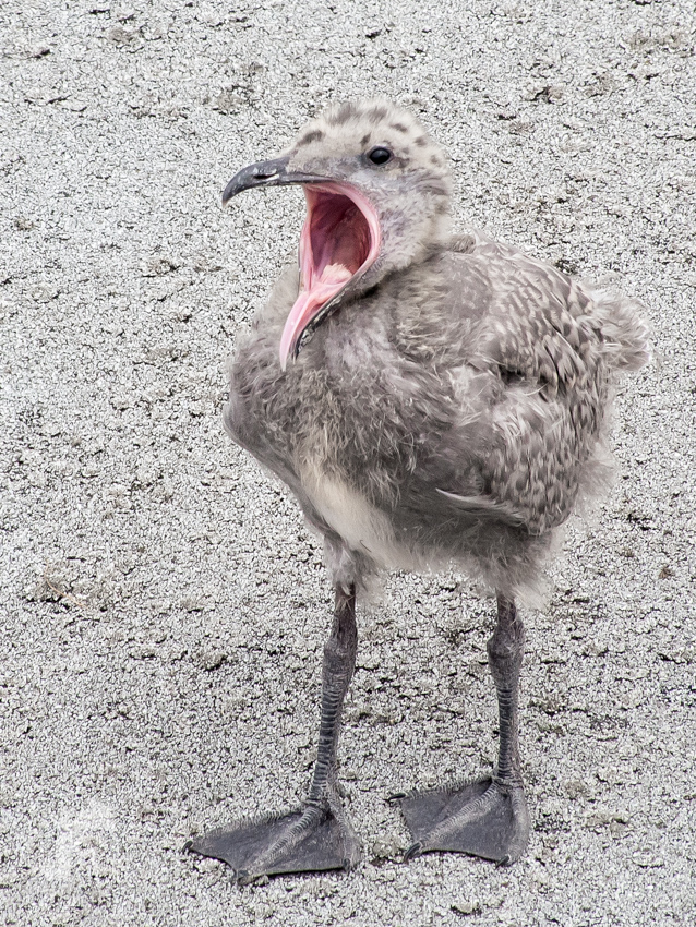 Glaucous-winged Gull Chick in a yawn