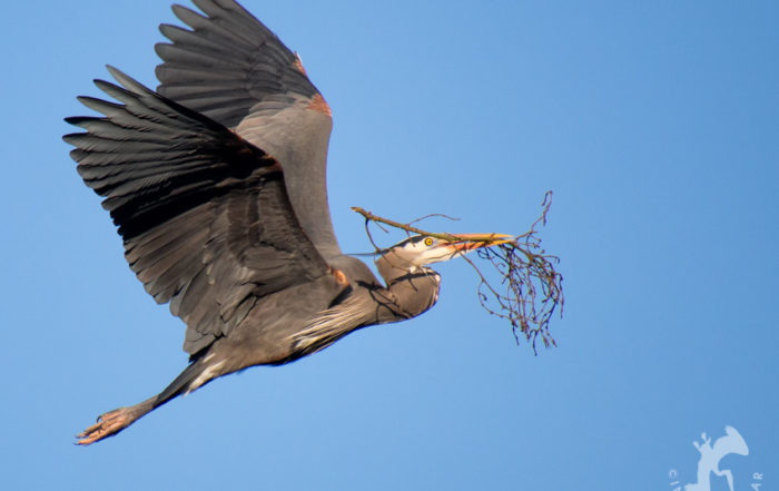 Great Blue Heron flying with branch