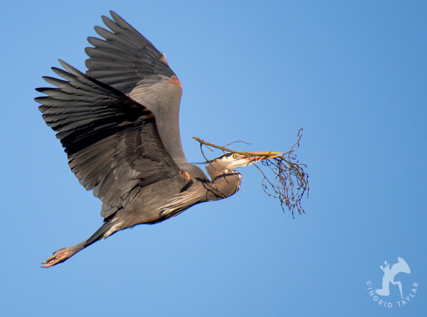 Great Blue Heron flying with branch