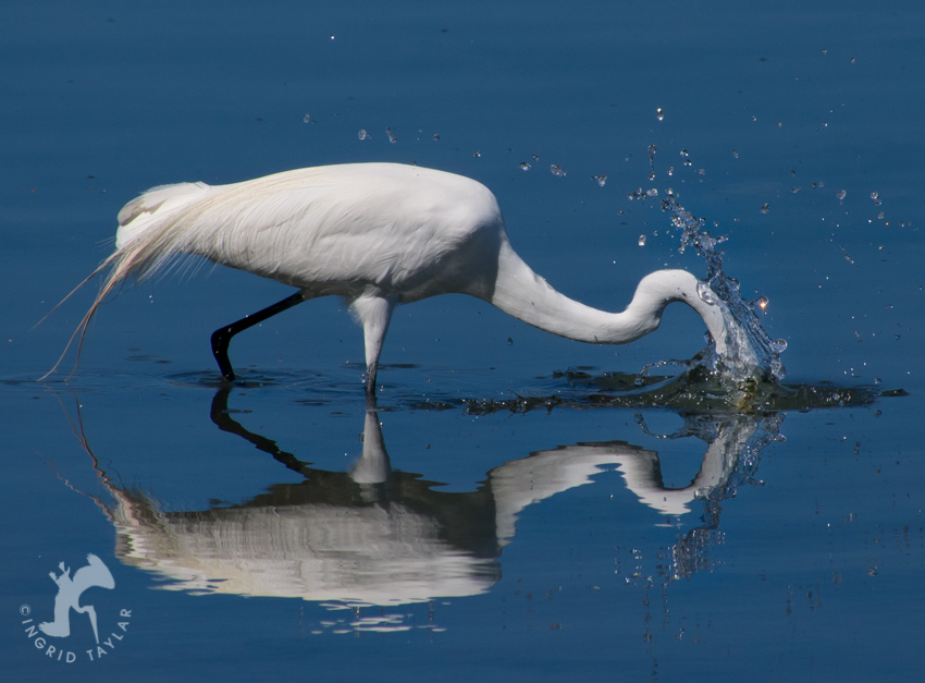 Great Egret fishing into reflection