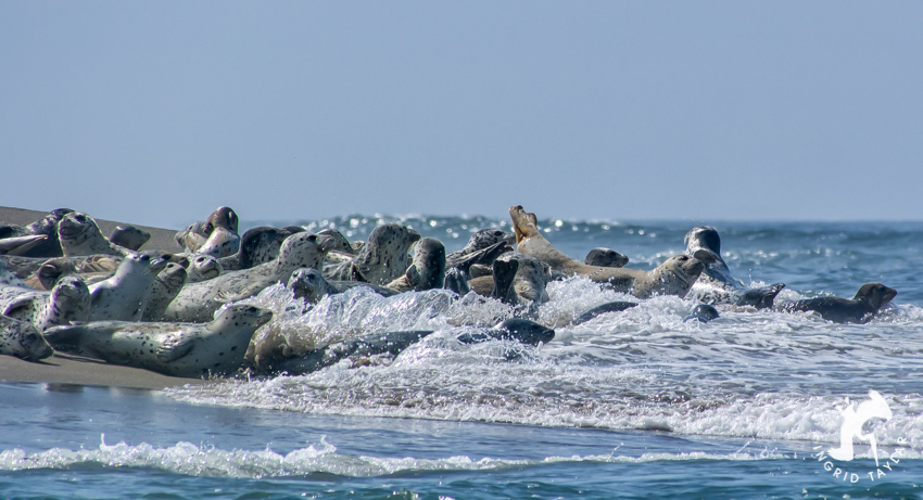 Harbor Seals hauled out in Lincoln City Oregon