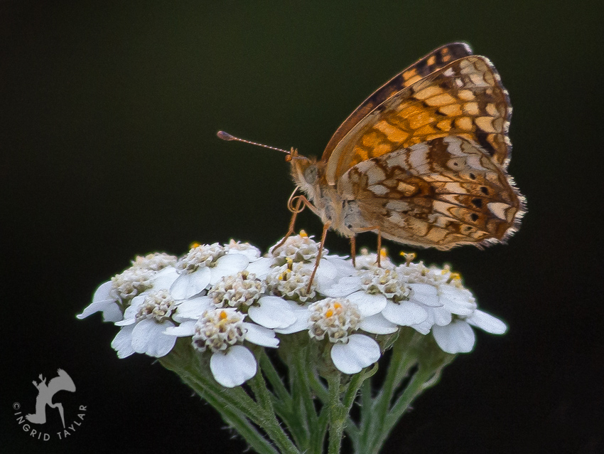 Mylitta Crescent Butterfly in Oregon