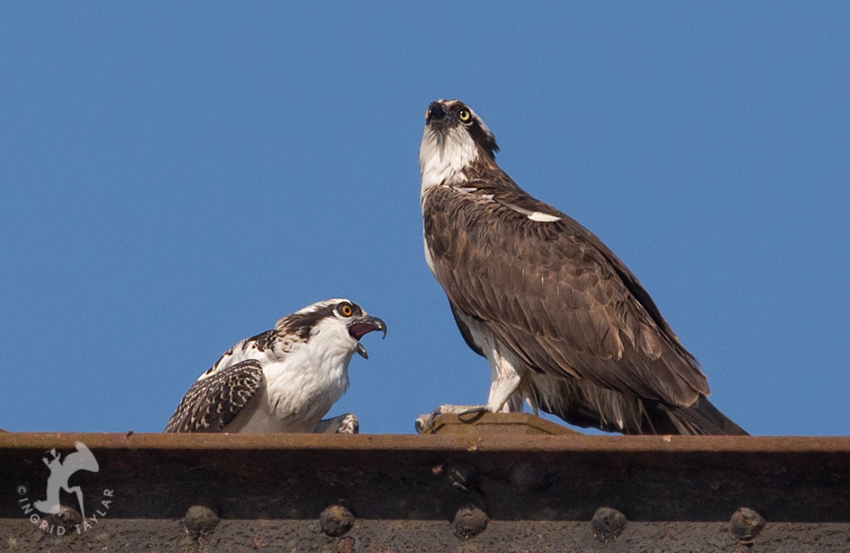 Osprey parent with fledgling chick