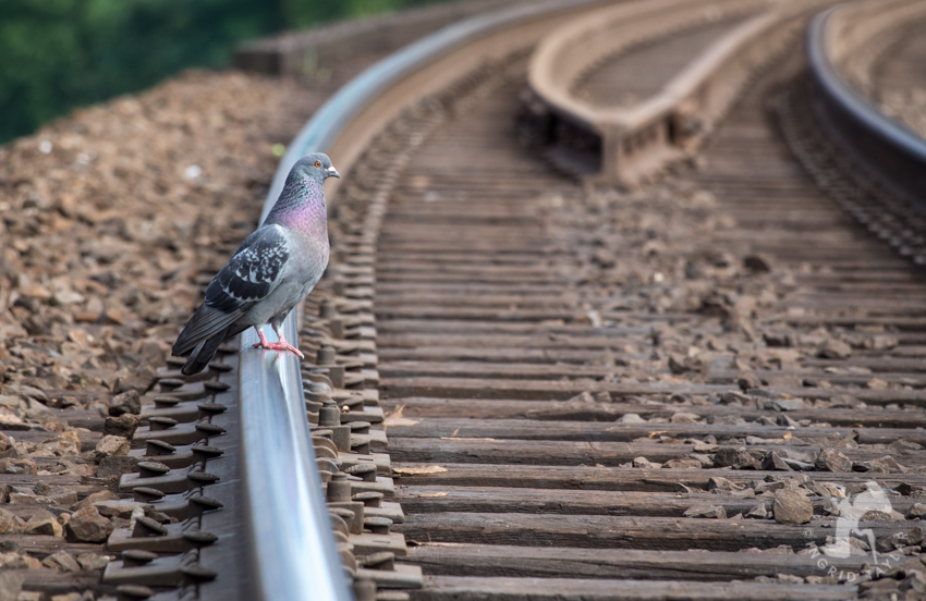 Pigeon walking on railroad track