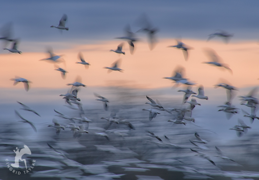 Snow Goose Wing Blur Photo