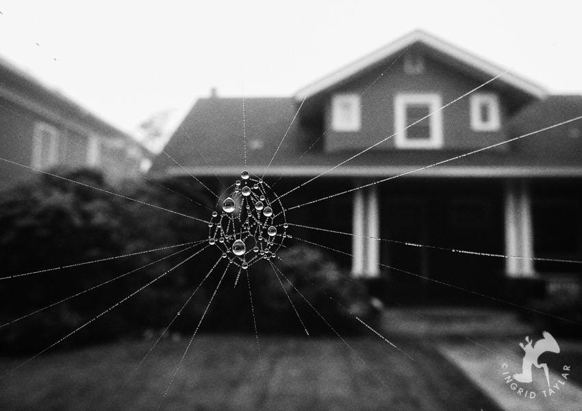 Spider web macro with dew drops