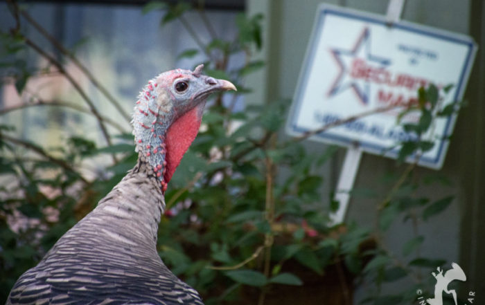 White Smoke Phase Wild Turkey