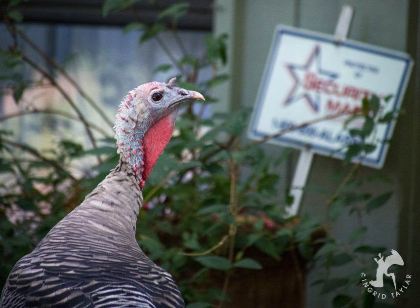 White Smoke Phase Wild Turkey