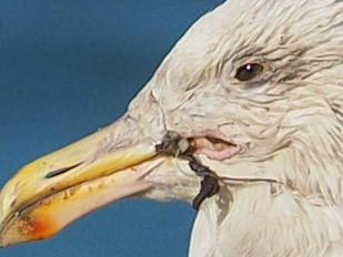 Western Gull Entangled in Fishing Line