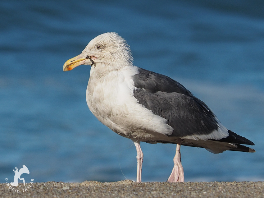 Western Gull Entangled in Fishing Line