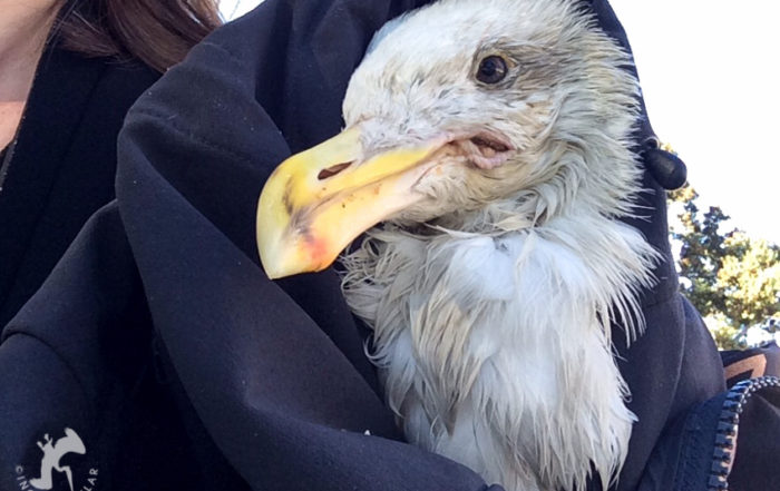 Rescued Western Gull with Fishing Line