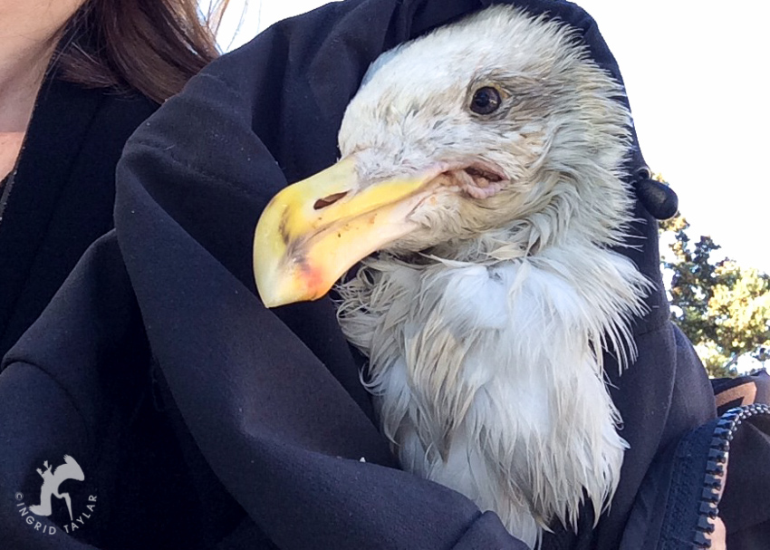 Rescued Western Gull with Fishing Line