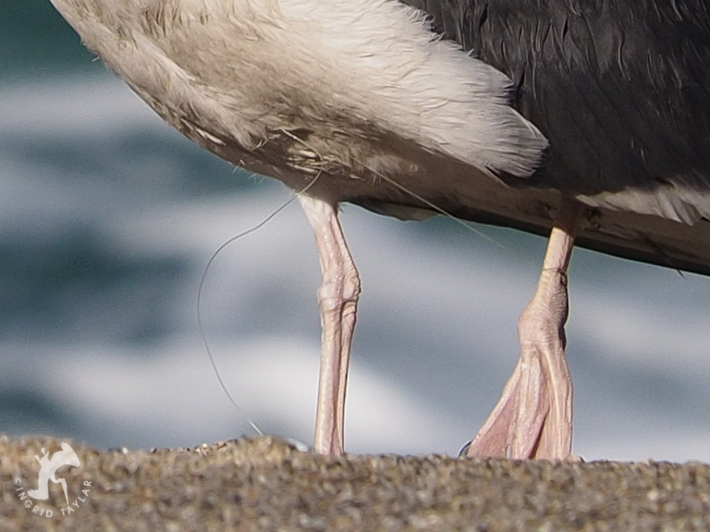 Western Gull Entangled in Fishing Line