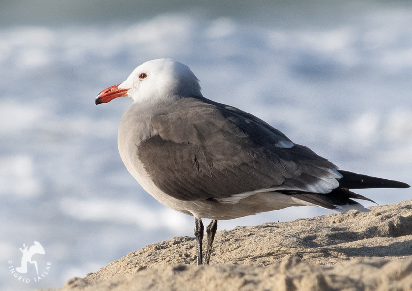 Heermann's Gull on Redondo Beach