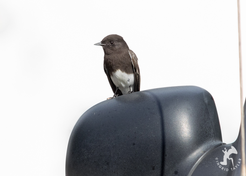 Black Phoebe on Car Sideview Mirror