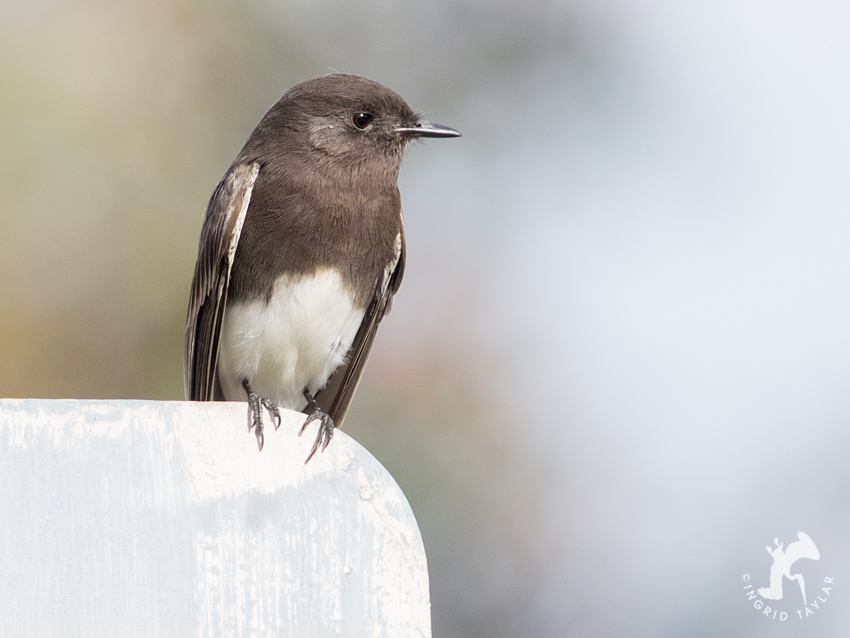 Black Phoebe on Car Sideview Mirror