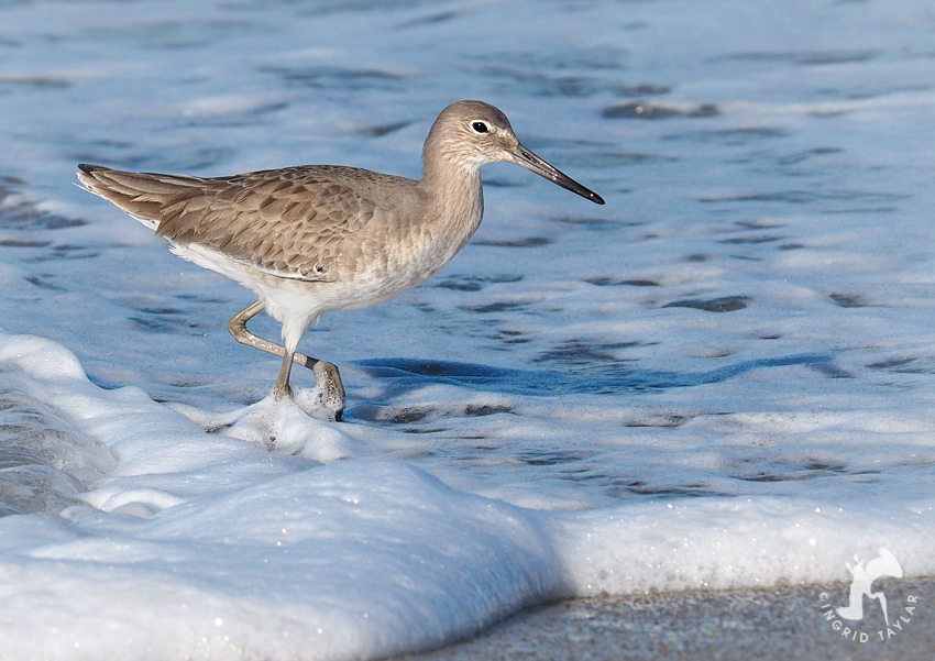 Willet in the Surf on Redondo Beach