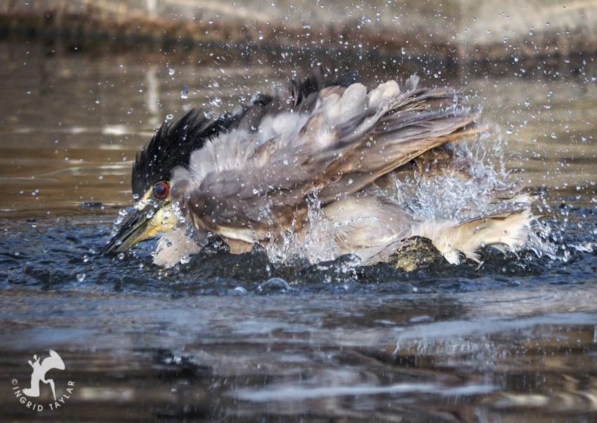 Black-crowned Night Heron Bathing