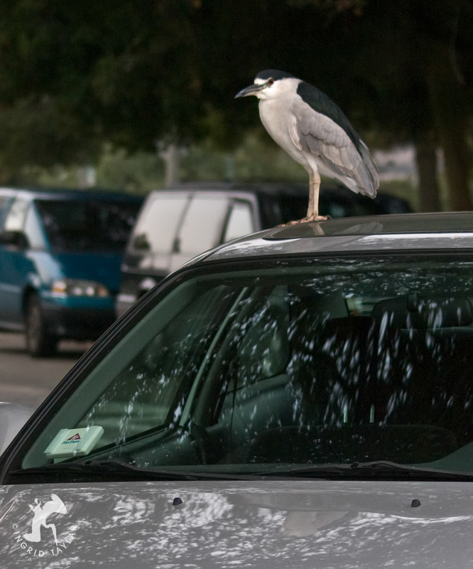 Black-crowned Night Heron on Car