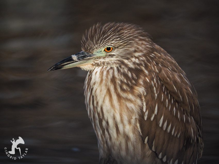 Juvenile Black-crowned Night Heron