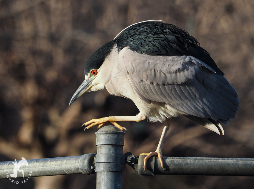 Black-crowned Night Heron Bathing 