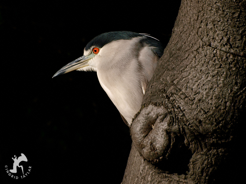 Black-crowned Night Heron on Tree